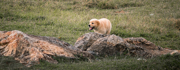 Golden retriever pup playing in the grass field behind the rocks,