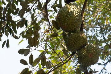 Durian raw fruit hanging on the tree. King of fruit in Thailand.