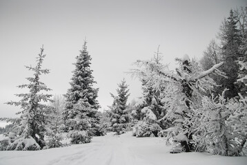 White trees in snow, winter in mountains