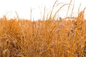 Fototapeta premium Dry plants and harvest field during sunset, orange and golden autumn colors