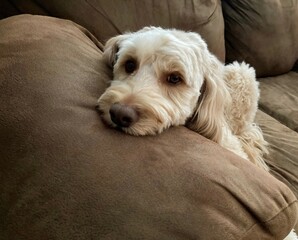 Goldendoodle dog on the couch