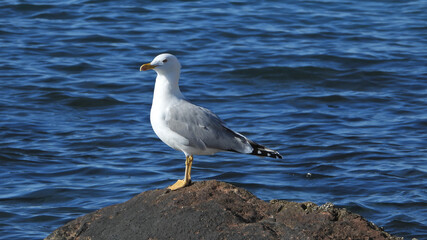 Zoom photo of beautiful sea gull sitting on rock at sea