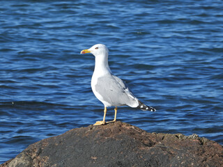 Zoom photo of beautiful sea gull sitting on rock at sea