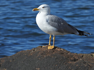 Fototapeta na wymiar Zoom photo of beautiful sea gull sitting on rock at sea