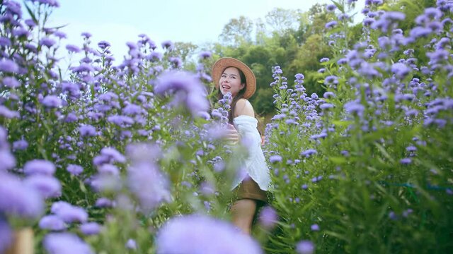 attractive asian female woman casual cloth walking relax leisure hand touch purple flower filed style with a bouquet of lavender in a bouquet of a bouquet of many flowers scoop summer purple field