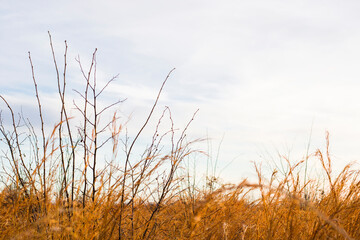 Fototapeta premium Dry plants and flowers close-up and macro, autumn colors in the field at sunset