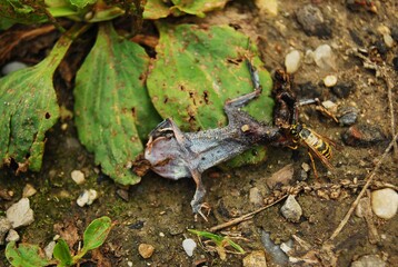 Kreislauf des Lebens: Wespe frisst toten Frosch