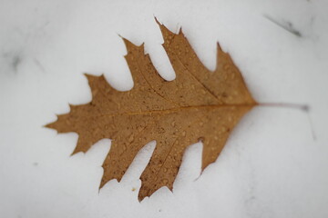 withered leaf in the snow