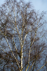 white tree against dark background