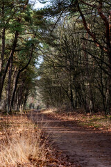 empty path with sunbeams across it
