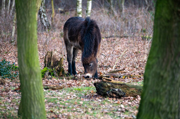 wild horses grazing in maashorst
