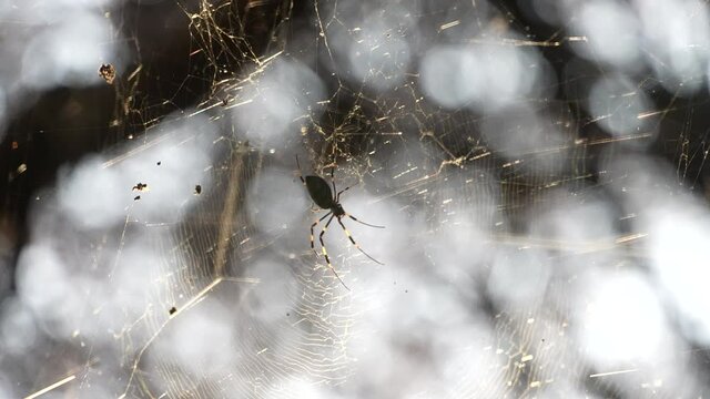 Joro spider quietly waiting in it's web for his next prey - Close up