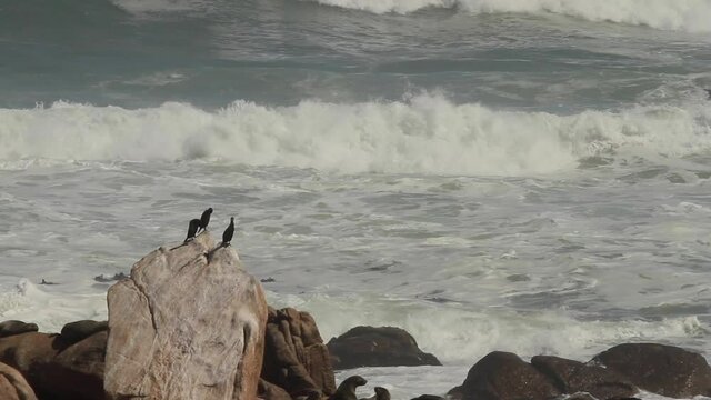 Sea Birds sitting on the coast