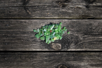 Beautiful sea glass collected from beach on weathered wooden planks. Overhead view. Top down.