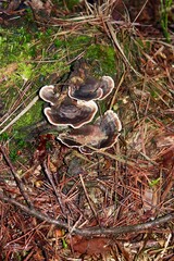 mushrooms in the forest