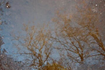 water mirror in the forest