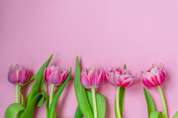 Pink tulips on a pink background. Flat lay, top view. Valentine background. Spring mood. Horizontal, copy space.