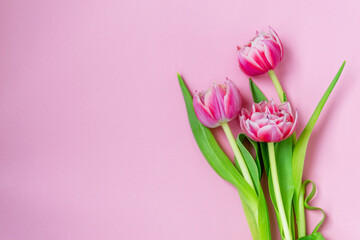 Pink tulips on a pink background. Flat lay, top view. Valentine background. Spring mood. Horizontal, copy space.