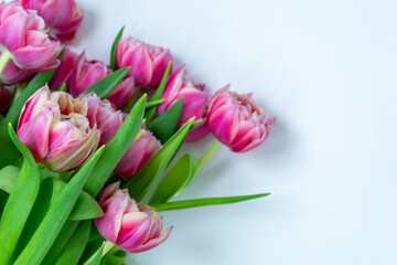 Obraz premium Pink tulips on a white background. Flat lay, top view. Valentine background. Spring mood. Horizontal, copy space.