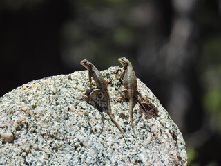 A pair of western fence lizards perched on a granite boulder on Mount Pinos in the Los Padres National Forest, California. 