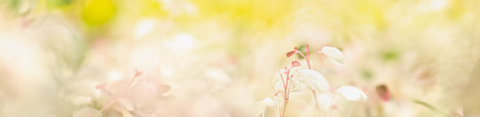 Concept nature view of White and pink flowerson blurred greenery background in garden and sunlight...