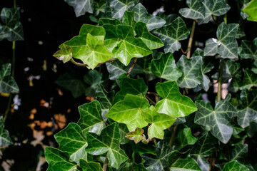Background with many green leaves of Hedera helix, the common ivy, English or European ivy plant in an autumn garden, beautiful outdoor monochrome background.