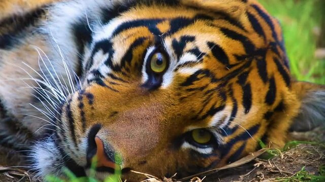 Close up of tiger laying on the ground blinking in slow motion