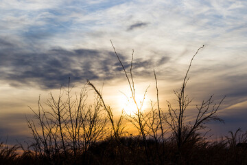 Landscape and view of the field during sunset, trees and plants shadows
