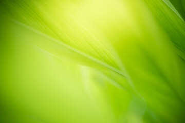 Concept nature view of green leaf on blurred greenery background in garden and sunlight with copy space using as background natural green plants landscape, ecology, fresh wallpaper concept.