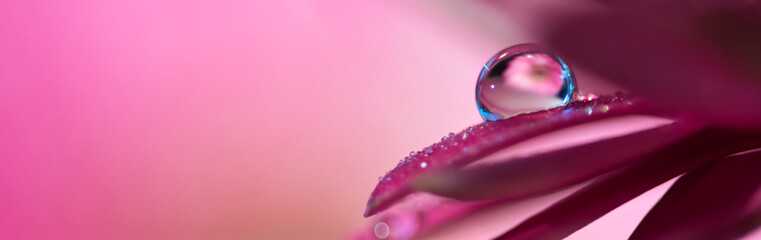 Rain water droplet with refraction on soft pastel purple pink and magenta daisy flower petals macro selective focus abstract web banner background	