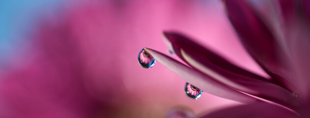 Rain water droplet with refraction on soft pastel purple pink and magenta daisy flower petals macro selective focus abstract web banner background	
