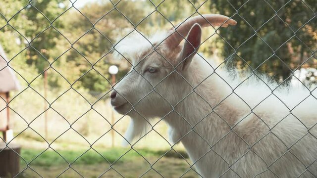 White goat with horns and beard stands behind metal fence with netting on farm and chews