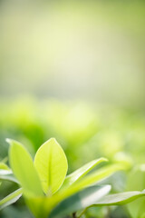 Concept nature view of green leaf on blurred greenery background in garden and sunlight with copy space using as background natural green plants landscape, ecology, fresh wallpaper concept.