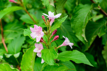 Many light pink flowers of Weigela florida plant with flowers in full bloom in a garden in a sunny spring day, beautiful outdoor floral background photographed with soft focus.