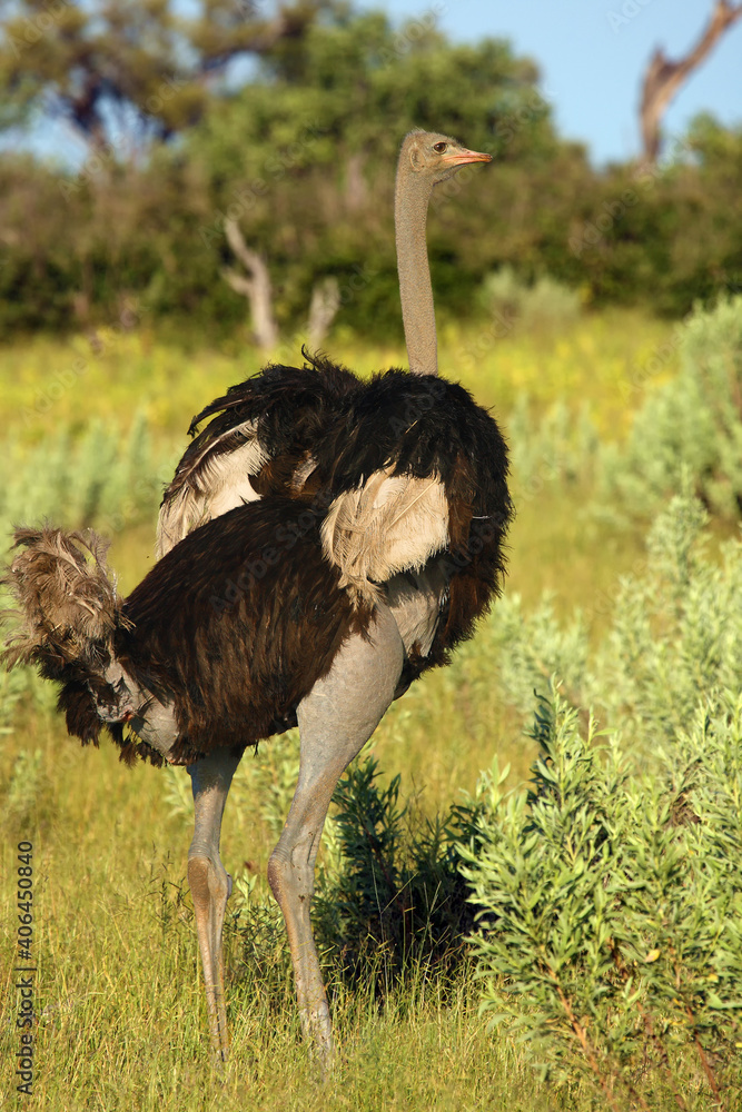 Wall mural The ostrich or common ostrich (Struthio camelus) standing with wings raised in the savannah.