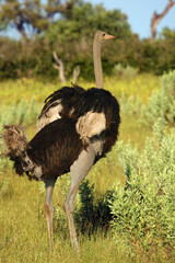 The ostrich or common ostrich (Struthio camelus) standing with wings raised in the savannah.
