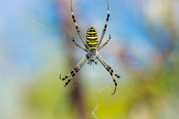 Spider wasp, Argiope bruennichi. spider on a web on a blurred natural background. large black and yellow cavity spider wasp Argiope bruennichi on the web, close-up