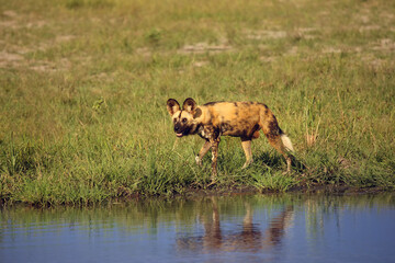 The African wild dog, African hunting dog or African painted dog (Lycaon pictus), lurking at the water.Adult dog at waterhole with blue-yellow background.