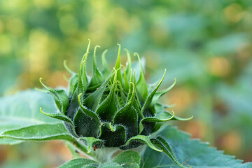 The young sunflower is taken up close.