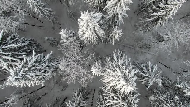 Aerial view winter forest in the snow. Beautiful landscape of coniferous forest on a frosty winter day from a height. Flight over snowy forest