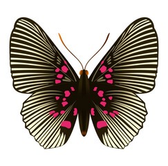 Beautiful butterfly with red spots, wings spread. Stylized design for surface design, pattern, prints, sticker, social media, tattoos. Isolated Vector. Insect Lyropteryx Apollon