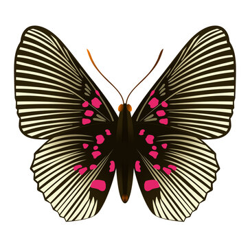 Beautiful butterfly with red spots, wings spread. Stylized design for surface design, pattern, prints, sticker, social media, tattoos. Isolated Vector. Insect Lyropteryx Apollon