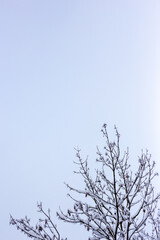 Branches of trees covered with snow.