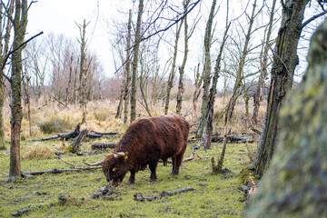 Scottish highland cow in a forest in the Netherlands.