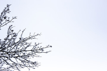 Branches of trees covered with snow.