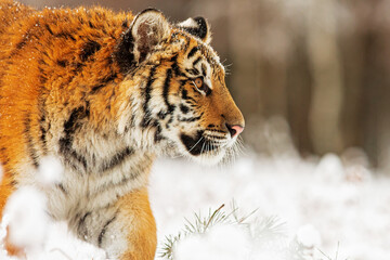 young male Siberian tiger (Panthera tigris tigris) close-up side view of the head