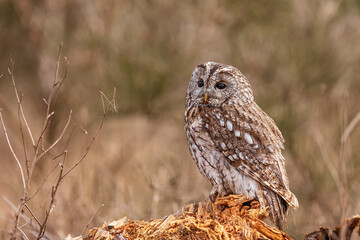 male tawny owl (Strix aluco) posing on a rotten tree stump