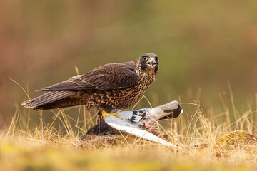 female Peregrine falcon (Falco peregrinus) has caught a pigeon