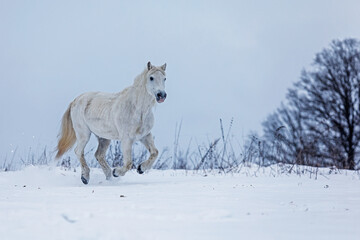 male white horse runs on a snowy horizon