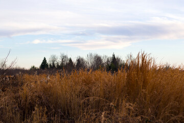 Winter wild and forest landscape in Georgia